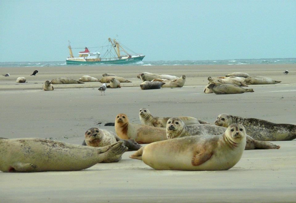 Borkum Relax-arrangement